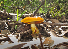 Cortinarius sinapicolor