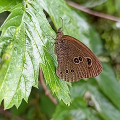 Ypthima nikaea
