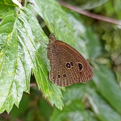 Ypthima nikaea