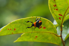 Eocanthecona concinna