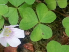 Oxalis montana image
