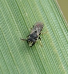 Hylaeus mesillae cressoni