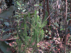 Melichrus adpressus