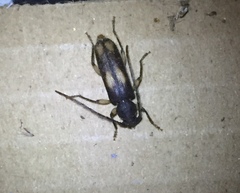 Tylonotus bimaculatus