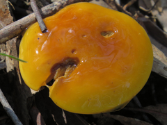 Cortinarius sinapicolor