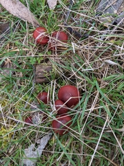 Cortinarius persplendidus