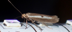 Parahyponomeuta egregiella