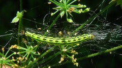 Depressaria chaerophylli