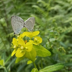 Celastrina gigas