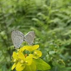 Celastrina gigas