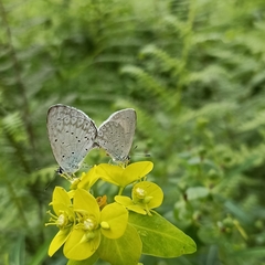 Celastrina gigas