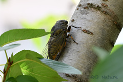 Cryptotympana atrata