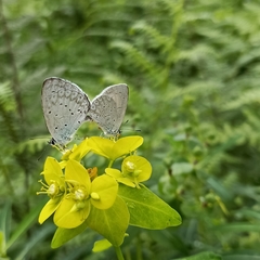Celastrina gigas
