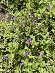 Limnophila chinensis