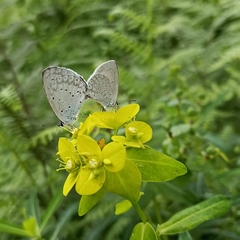 Celastrina gigas