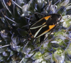 Hadrodemus