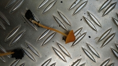 Mycena strobilinoidea