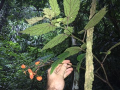 Begonia cumingii