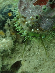 Haliotis tuberculata