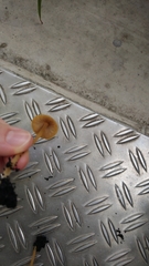 Mycena strobilinoidea