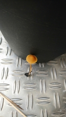 Mycena strobilinoidea