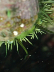 Haliotis tuberculata