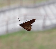 Udea prunalis