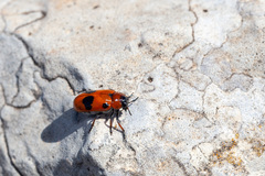 Tituboea chikatunovi