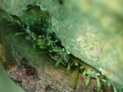 Haliotis tuberculata