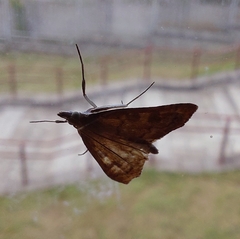 Udea prunalis
