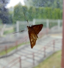 Udea prunalis