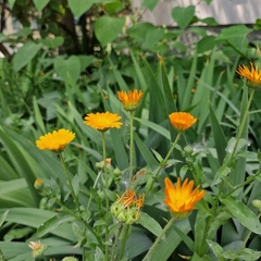Calendula officinalis