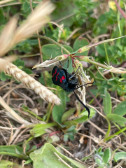 Zygaena filipendulae