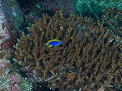 Chrysiptera flavipinnis