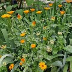 Calendula officinalis