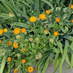 Calendula officinalis