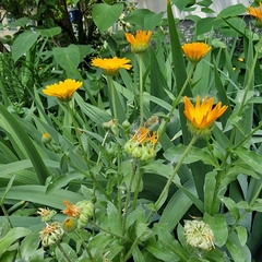 Calendula officinalis