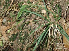 Carex orthostemon