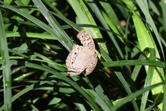 Junonia atlites