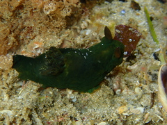 Tambja dracomus