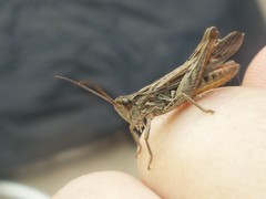 Chorthippus brunneus