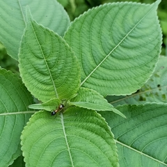 Camponotus albosparsus
