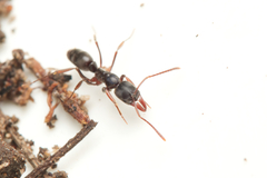 Mesoponera australis