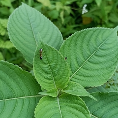 Camponotus albosparsus
