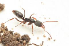 Mesoponera australis