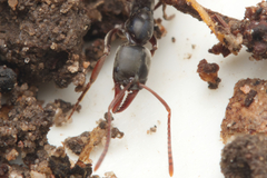 Mesoponera australis