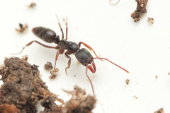 Mesoponera australis