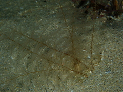 Plumularioidea