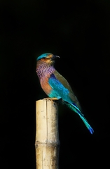 Coracias benghalensis