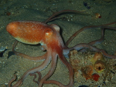 Octopus kaurna